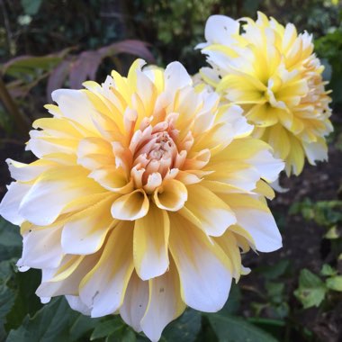 Dahlia 'Seattle'