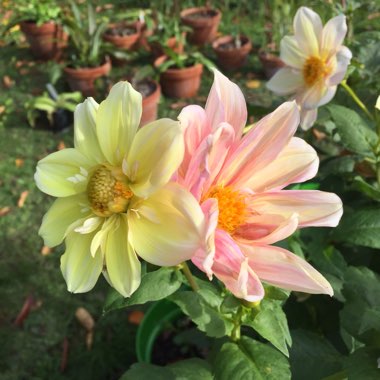 Dahlia 'Apple Blossom'