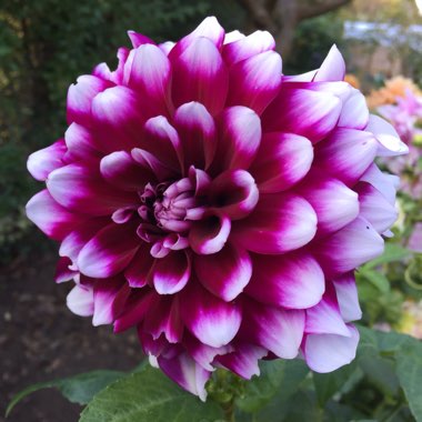 Dahlia 'Rothesay Reveller'