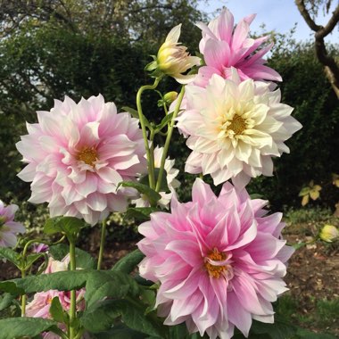 Dahlia 'Tohsuikyoh'