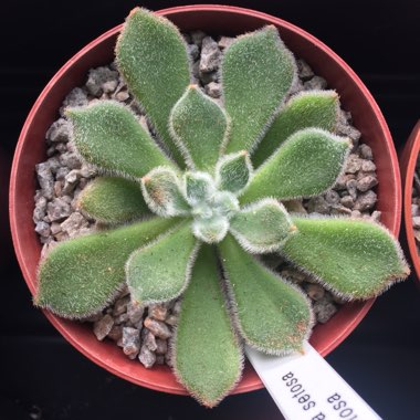 Echeveria Setosa var. Setosa