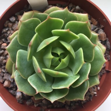 Echeveria Ramillete