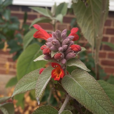 Colquhounia coccinea