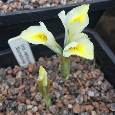 Iris 'Sunshine' syn. Iris reticulata 'Sunshine'