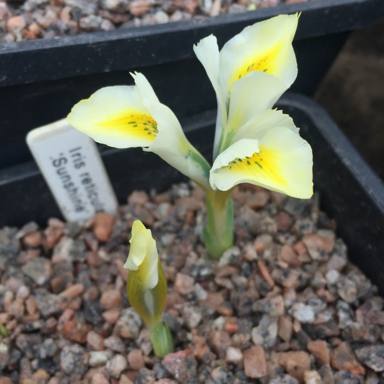 Plant image Iris 'Sunshine' syn. Iris reticulata 'Sunshine'