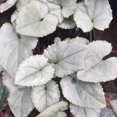 Cyclamen hederifolium subsp. hederifolium f. albiflorum 'White Cloud'