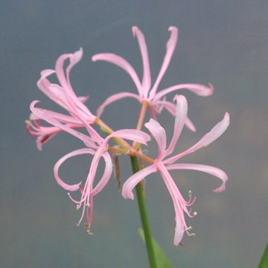 Nerine 'Codora'