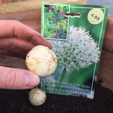 Allium karataviense 'Ivory Queen'