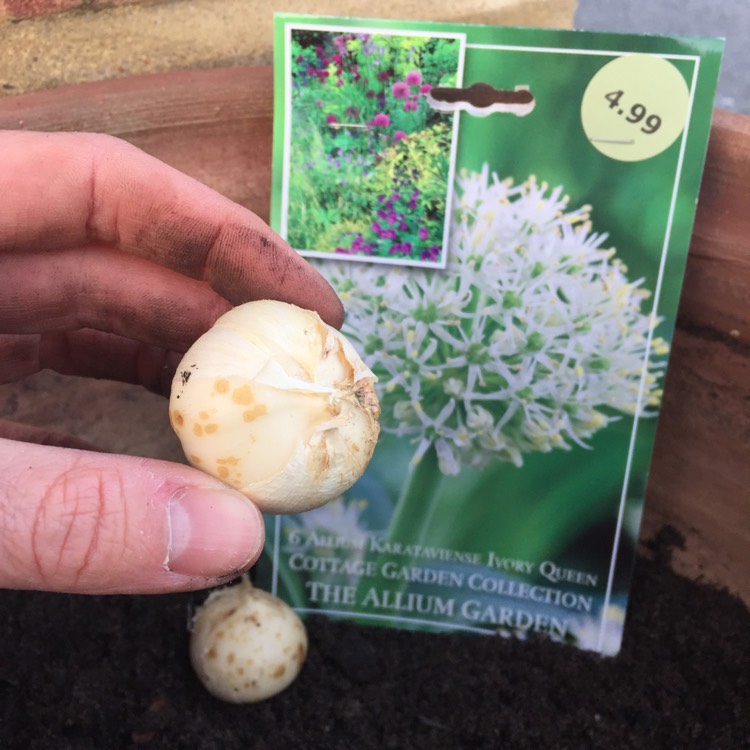 Plant image Allium karataviense 'Ivory Queen'