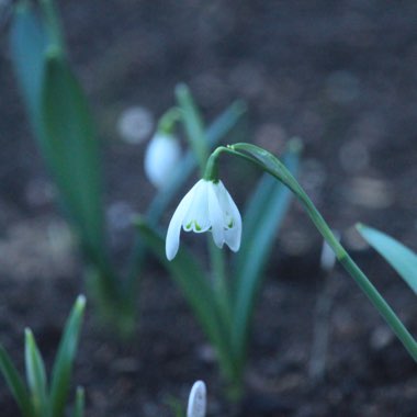 Galanthus 'Lady Beatrix Stanley'