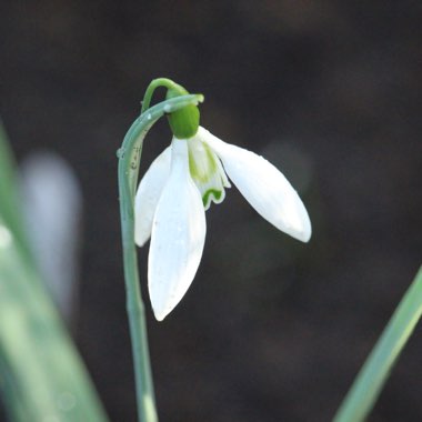 Galanthus 'Fieldgate Prelude'