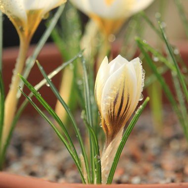 Crocus chrysanthus 'Snow Bunting'