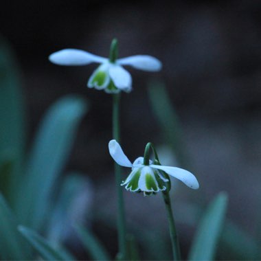 Galanthus 'Hippolyta'