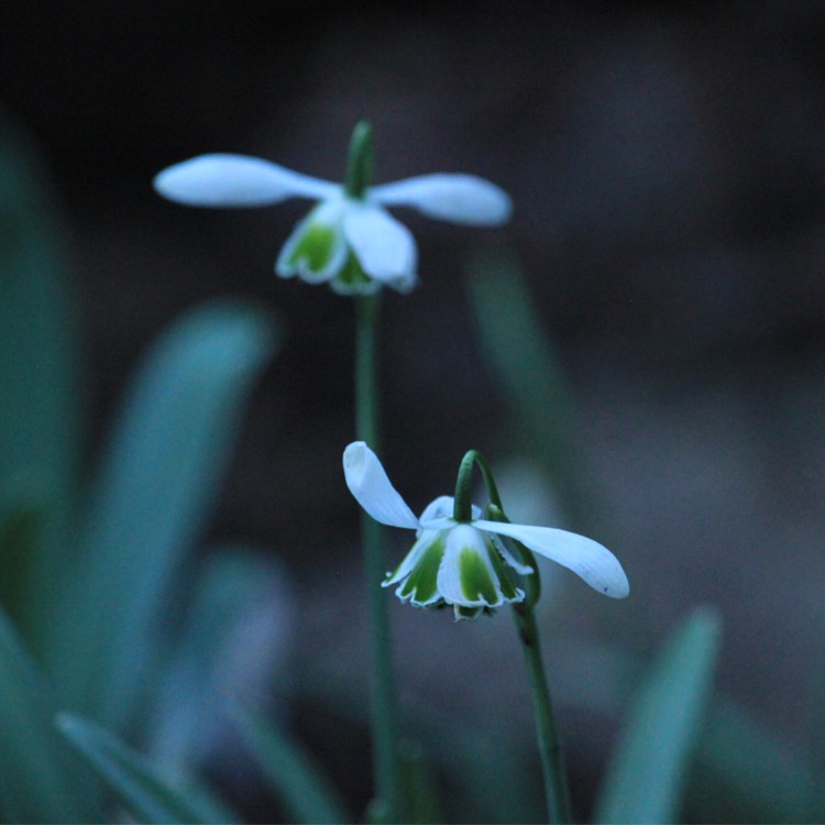 Plant image Galanthus 'Hippolyta'