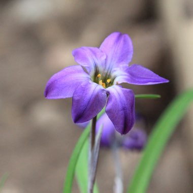 Ipheion uniflorum 'Froyle Mill'