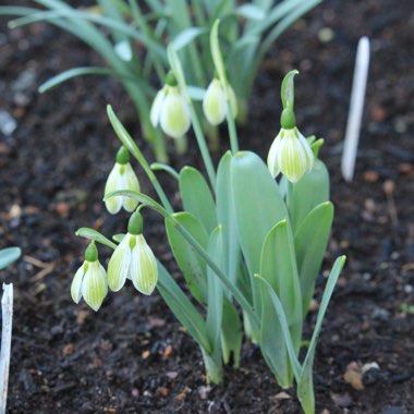 Galanthus elwesii 'Rosemary Burnham'