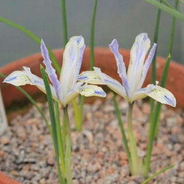 Iris 'Painted Lady' syn. Iris reticulata 'Painted Lady'