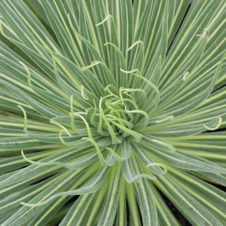 Plant image Echium wildpretii