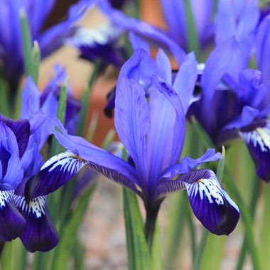 Iris 'Fabiola' syn.  Iris reticulata 'Fabiola'