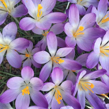 Crocus tommasinianus 'Barr's Purple'