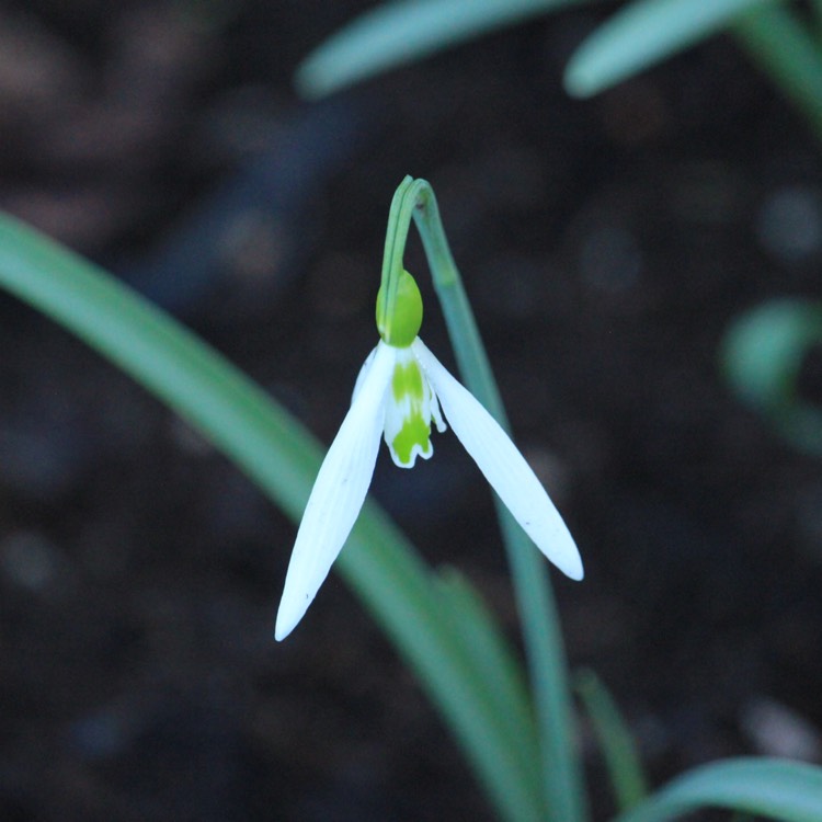 plant image 950476