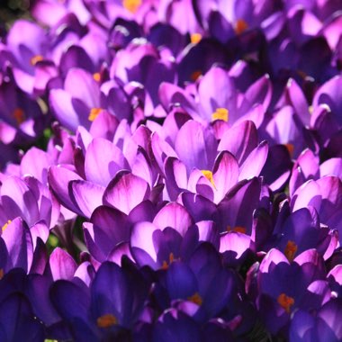 Crocus tommasinianus 'Ruby Giant'