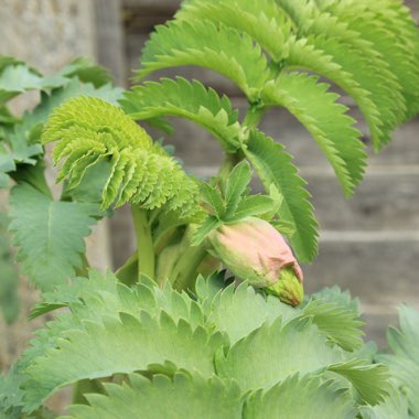 Melianthus major