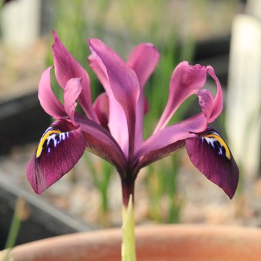 Iris 'George' syn. Iris reticulata 'George',  Iris histrioides 'George'