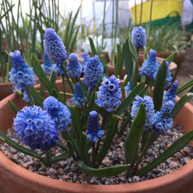 Pseudomuscari azureum syn. Muscari Azureum