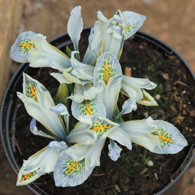 Iris 'Frank Elder' syn.  Iris reticulata 'Frank Elder'