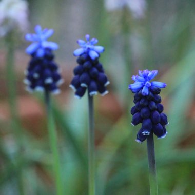 Muscari neglectum