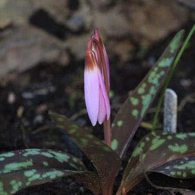 Erythronium dens-canis 'Lilac Wonder'