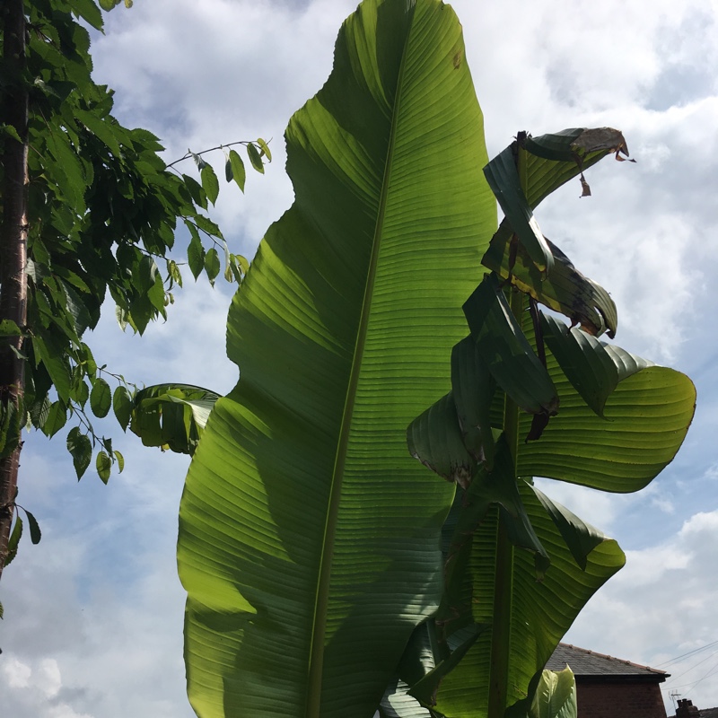 Japanese Banana