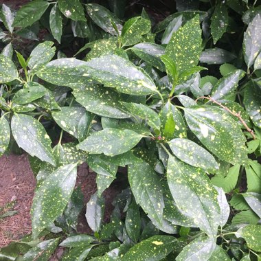 Variegated Japanese Laurel