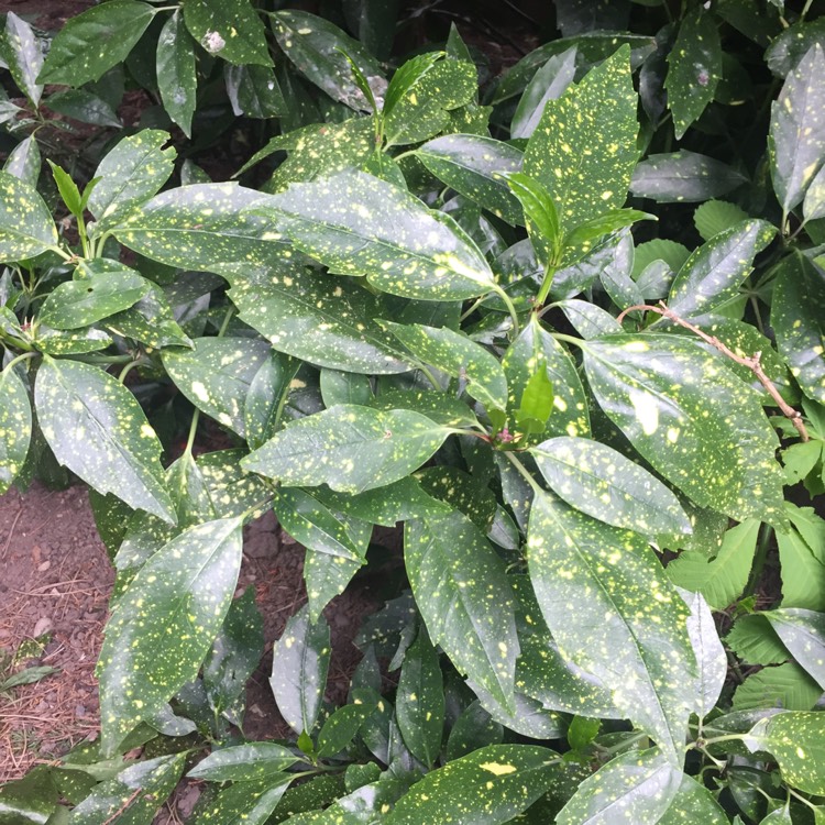 Plant image Aucuba japonica Variegata