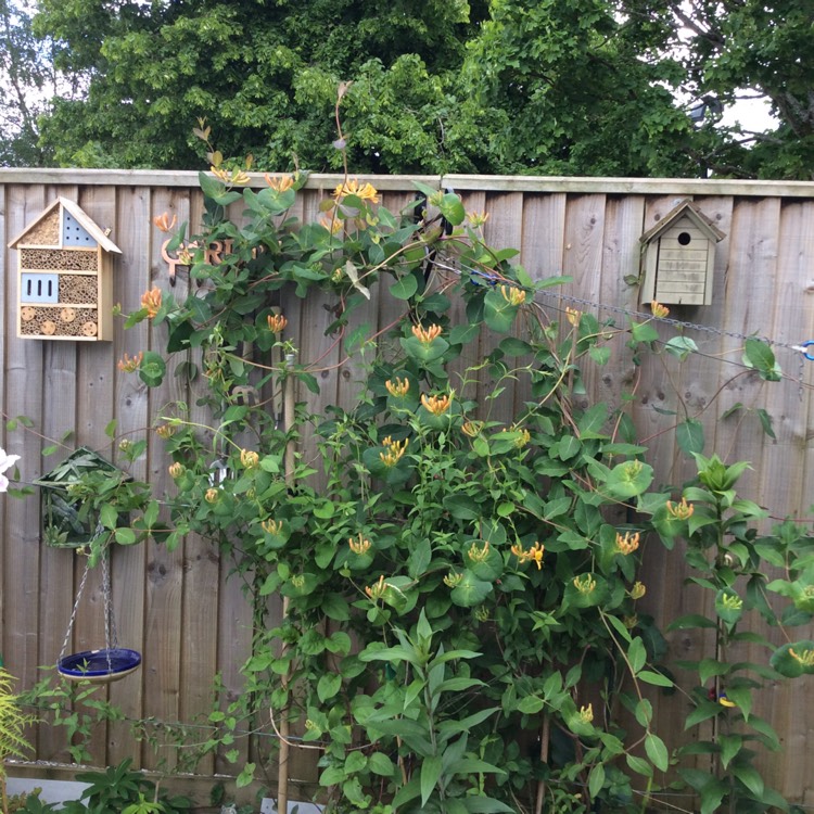 Plant image Lonicera ciliosa