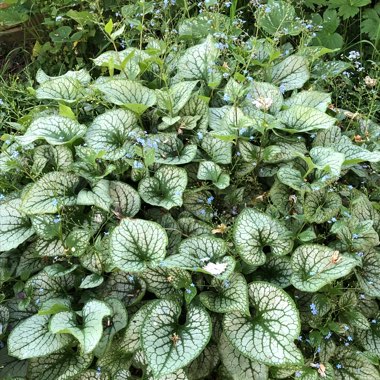 Brunnera macrophylla 'Jack Frost'