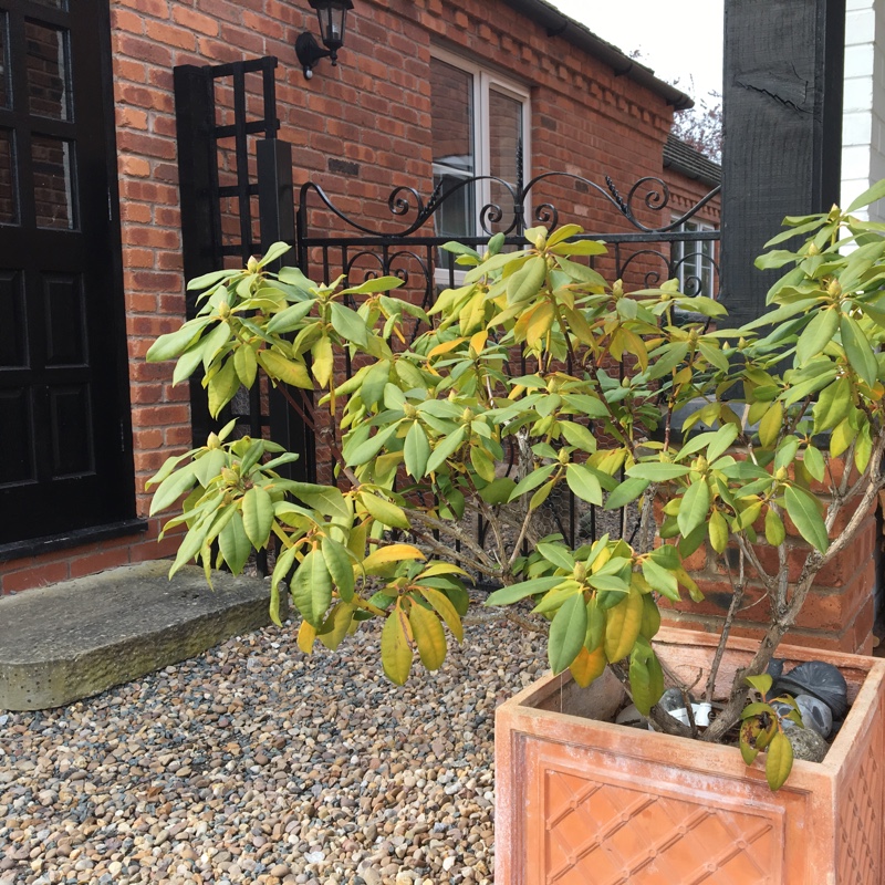 Rhododendron 'Lord Roberts'