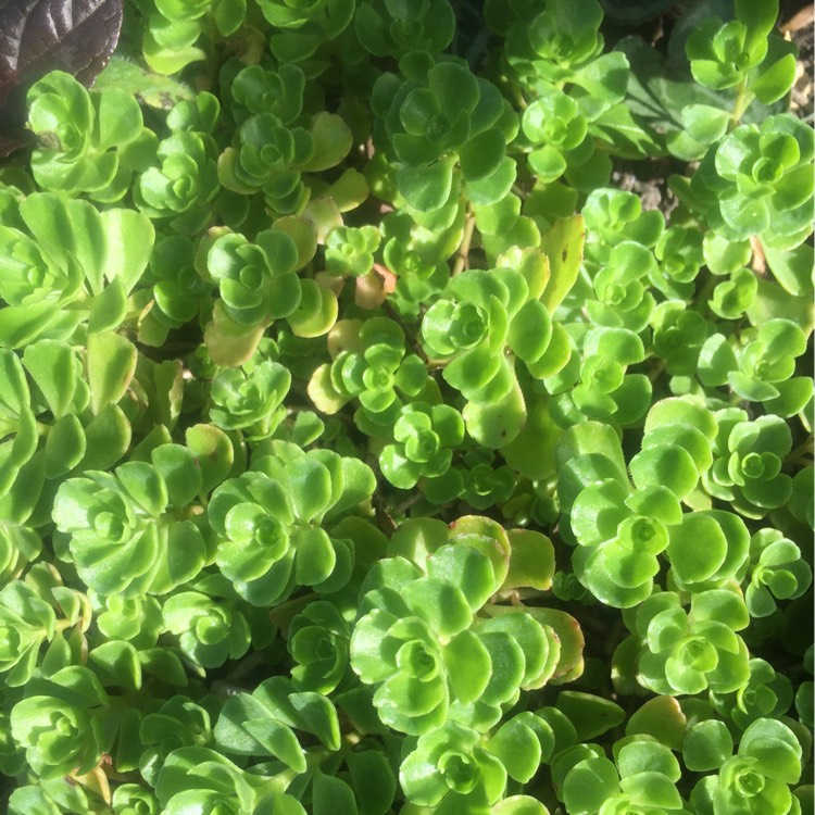 Plant image Sedum Spurium 'Green Mantle'