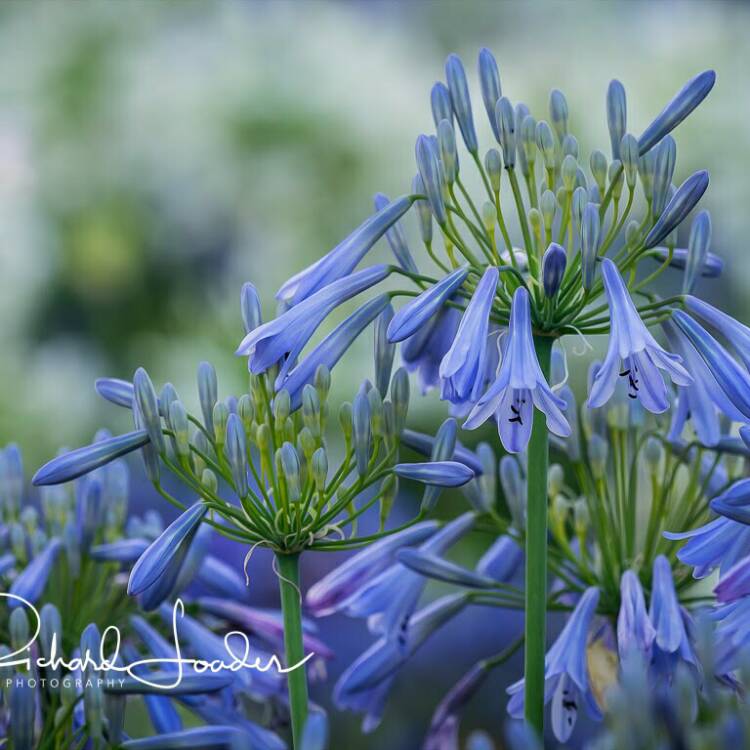 Plant image Agapanthus 'Ballerina'