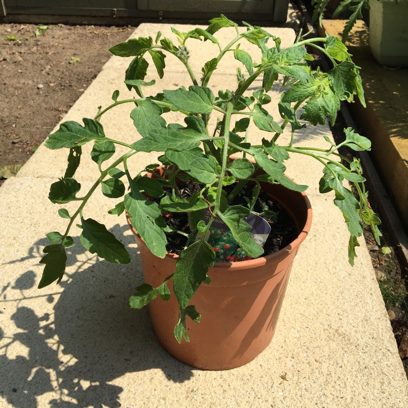 Solanum Lycopersicum var. cerasiforme 'Tumbler'