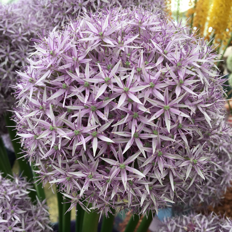 Allium