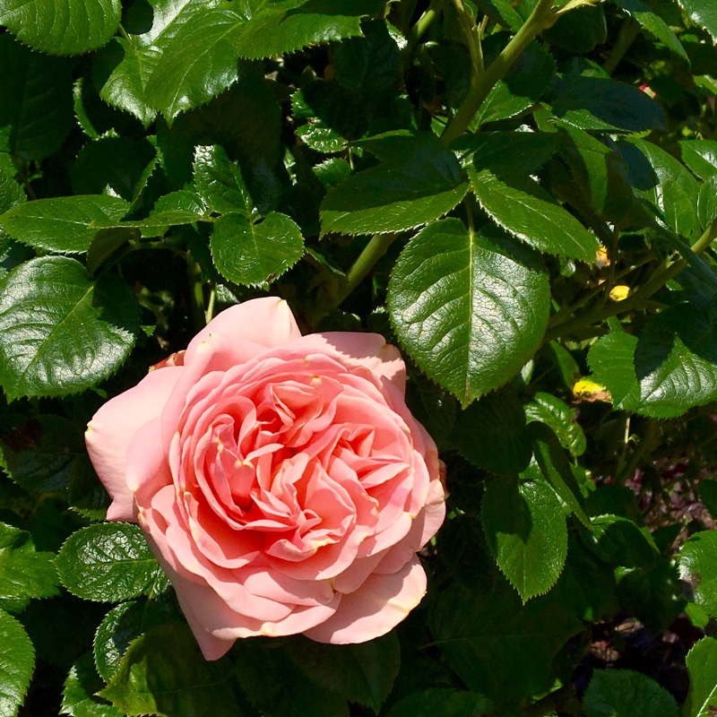 Rosa 'Wisley 2008'