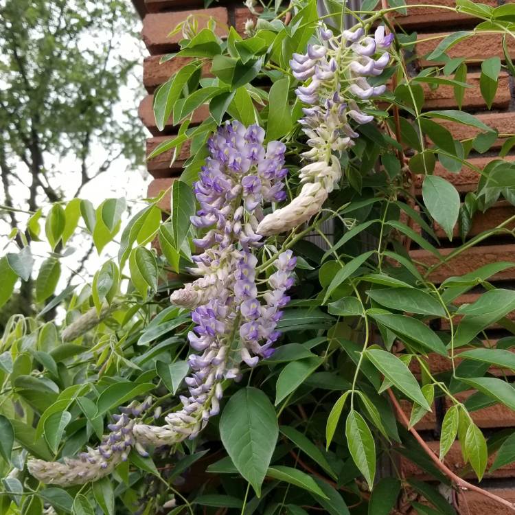 Plant image Wisteria macrostachya 'Blue Moon'