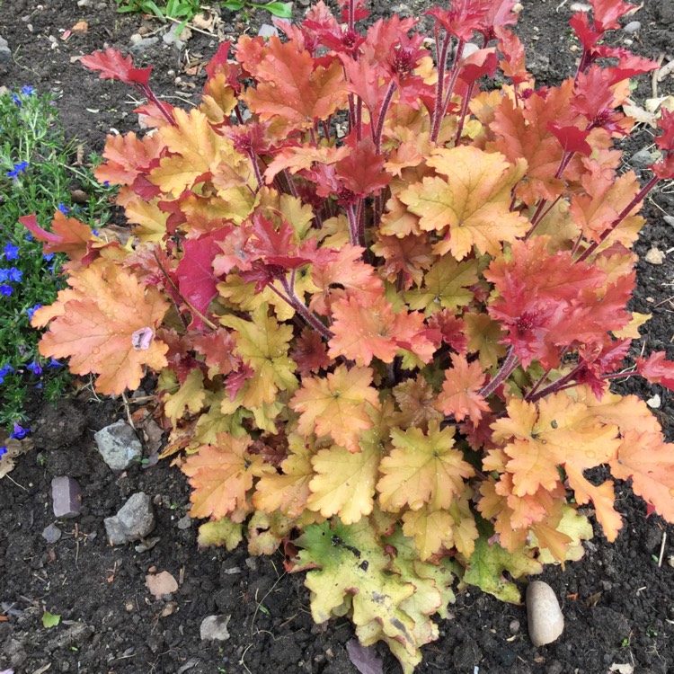 Plant image Plectranthus scutellarioides 'Balcenna' syn. Plectranthus scutellarioides 'Henna'