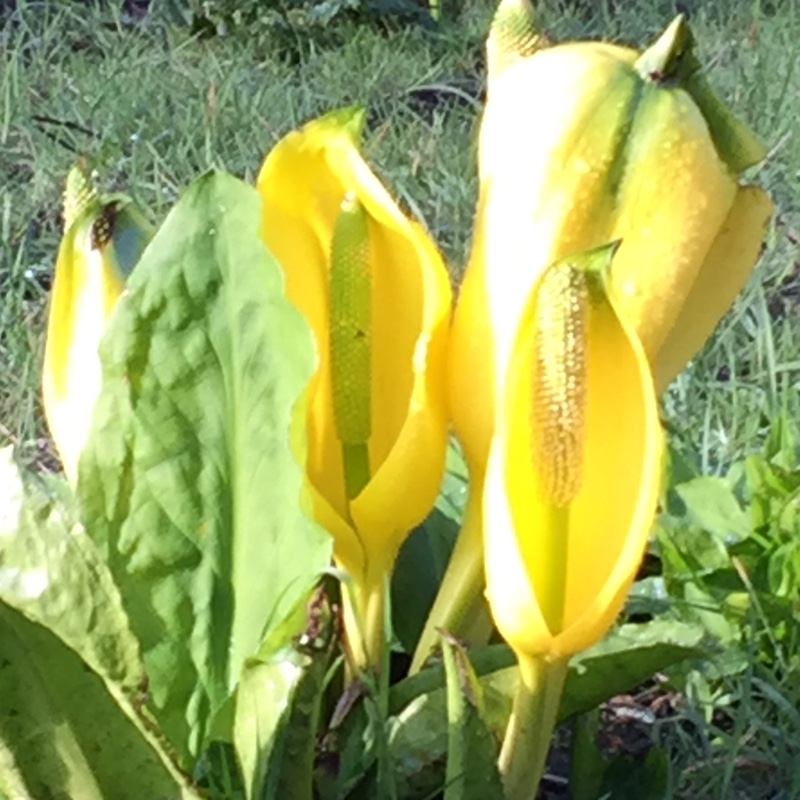 Lysichiton americanus