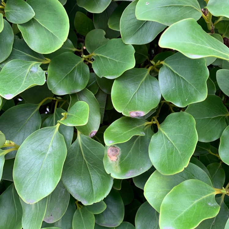 Plant image Griselinia littoralis