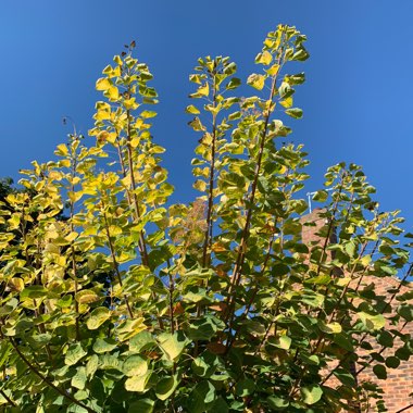 Smoke Bush 'Golden Spirit'