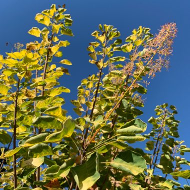 Smoke Bush 'Golden Spirit'