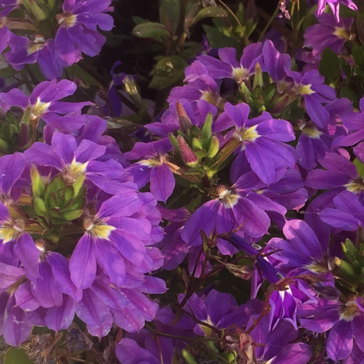 Plant image Scaevola aemula